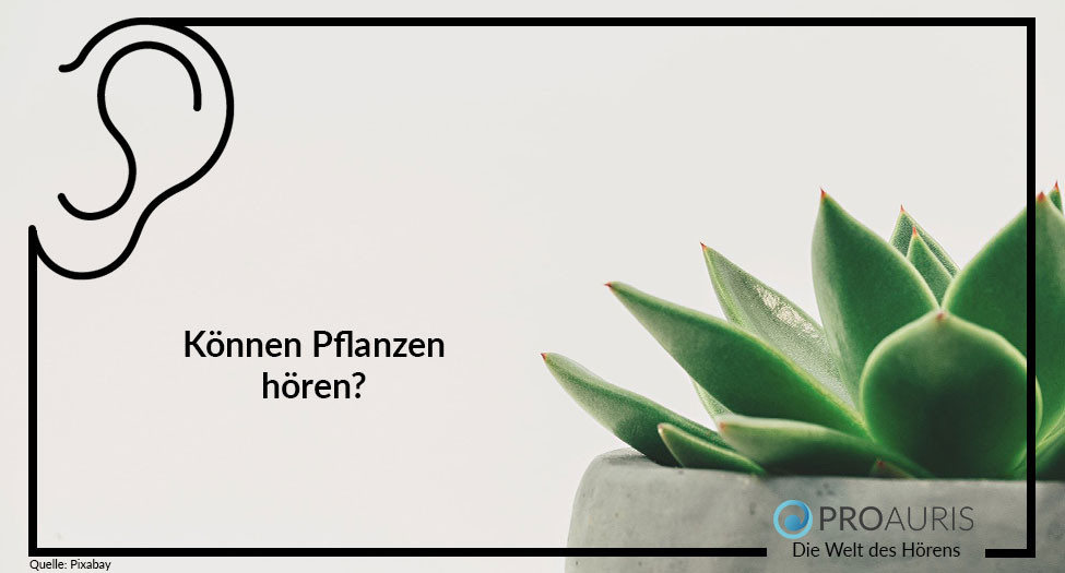 Können Pflanzen hören?