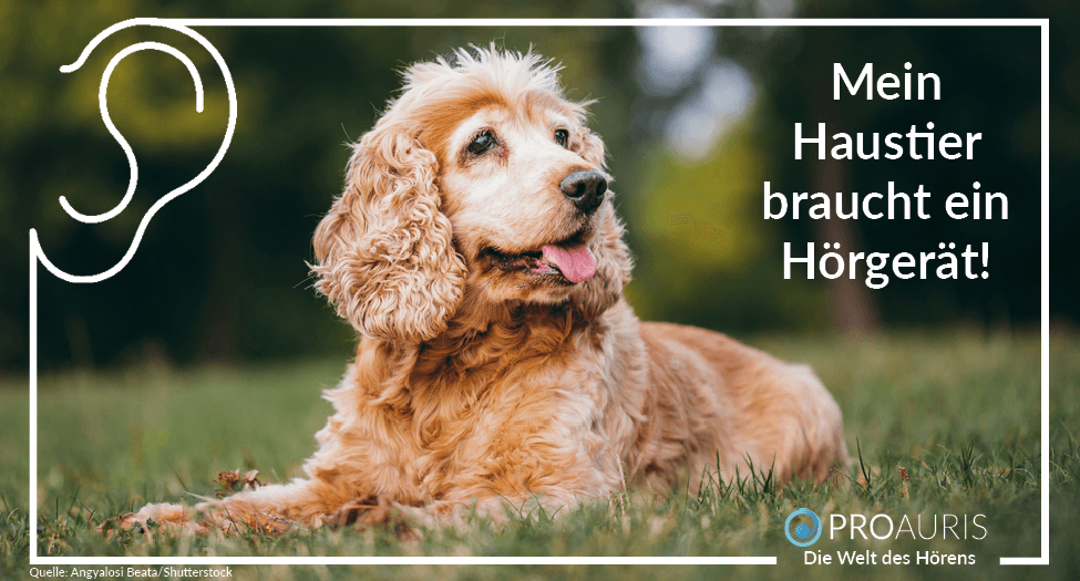 Mein Haustier braucht ein Hörgerät!