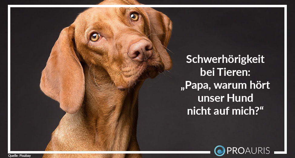 Schwerhörigkeit bei Tieren: “Papa, warum hört unser Hund nicht auf mich?“