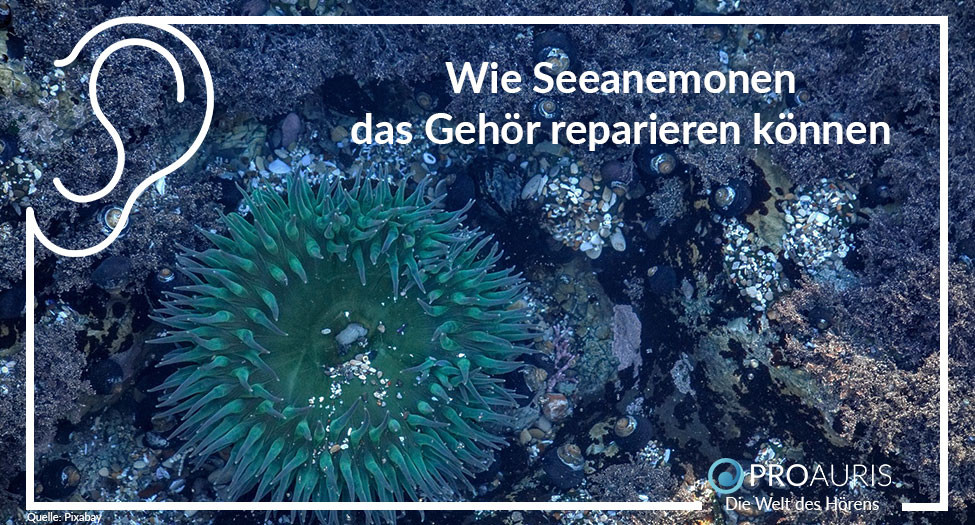 Wie Seeanemonen das Gehör reparieren können